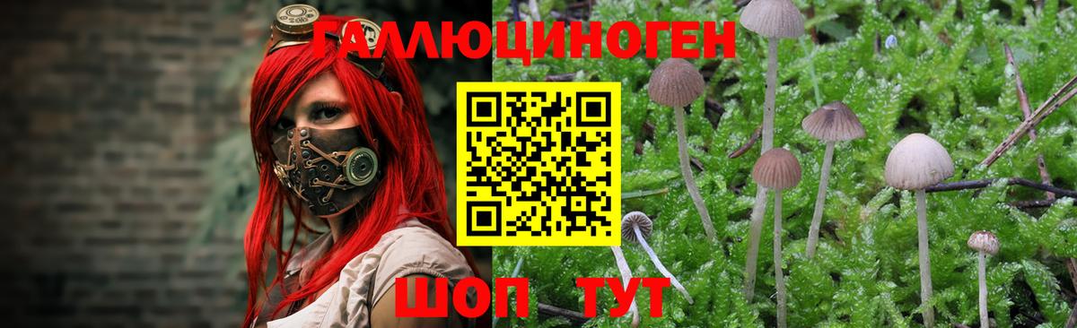 Псилоцибиновые грибы мицелий  Губаха 